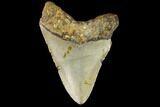 Fossil Megalodon Tooth - North Carolina #109832-2